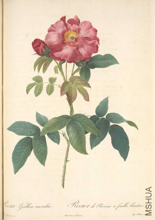 102 Rosa Gallica Caerulea.jpg