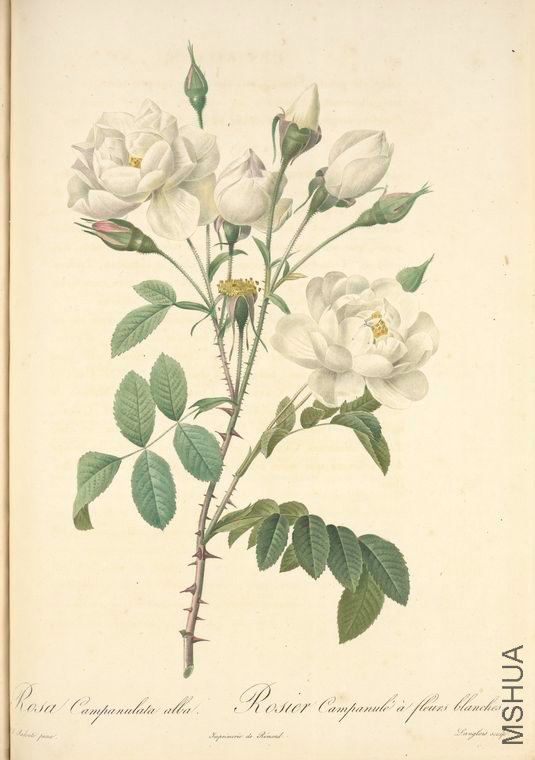 104 Rosa Campanulata Alba.jpg