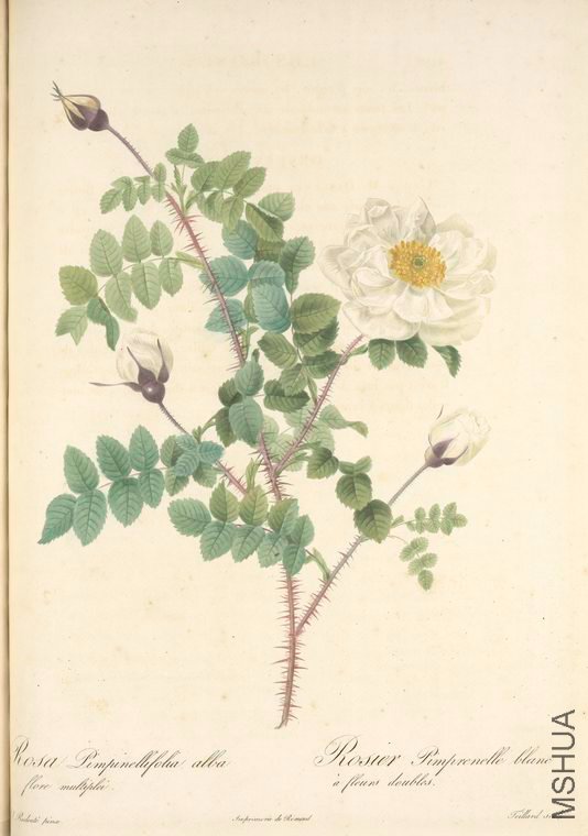 106 Rosa Pimpinellifolia Alba Flore Multiplici.jpg