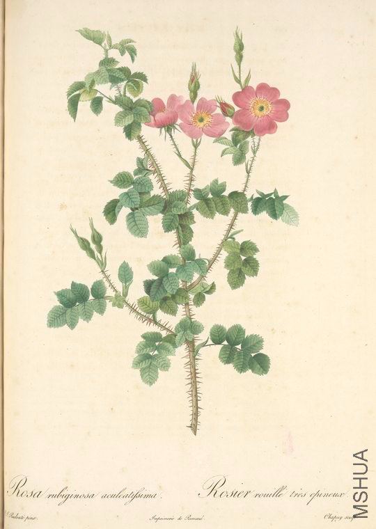 105 Rosa Rubiginosa Aculeatissima.jpg