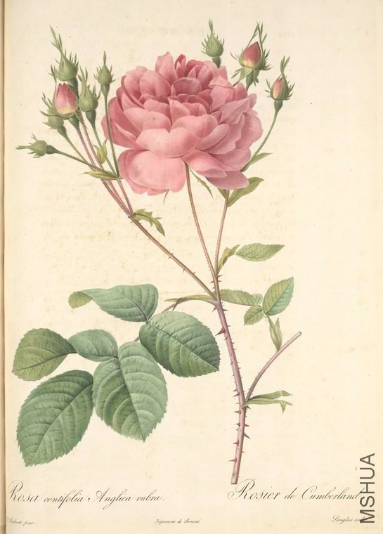 107 Rosa Centifolia Anglica Rubra.jpg