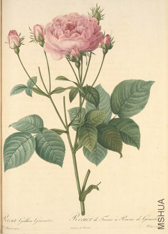 109 Rosa Gallica Granatus.jpg