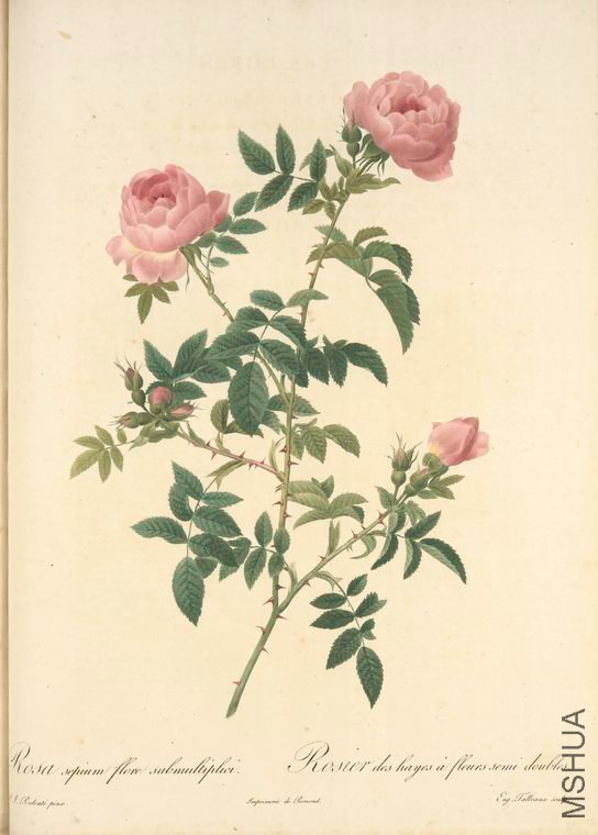 110 Rosa Sepium Flore Submultiplici.jpg