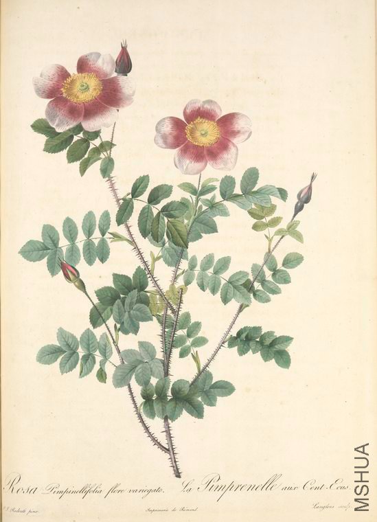 108 Rosa Pimpinellifolia Flore Variegato.jpg
