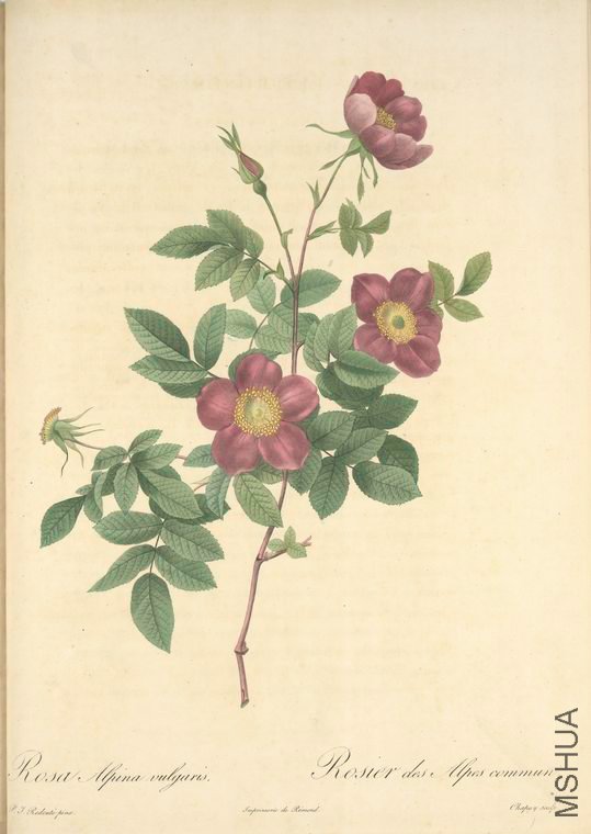 112 Rosa Alpina Vulgaris.jpg