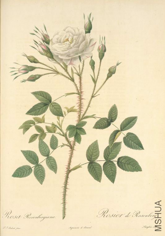 113 Rosa Rosenbergiana.jpg