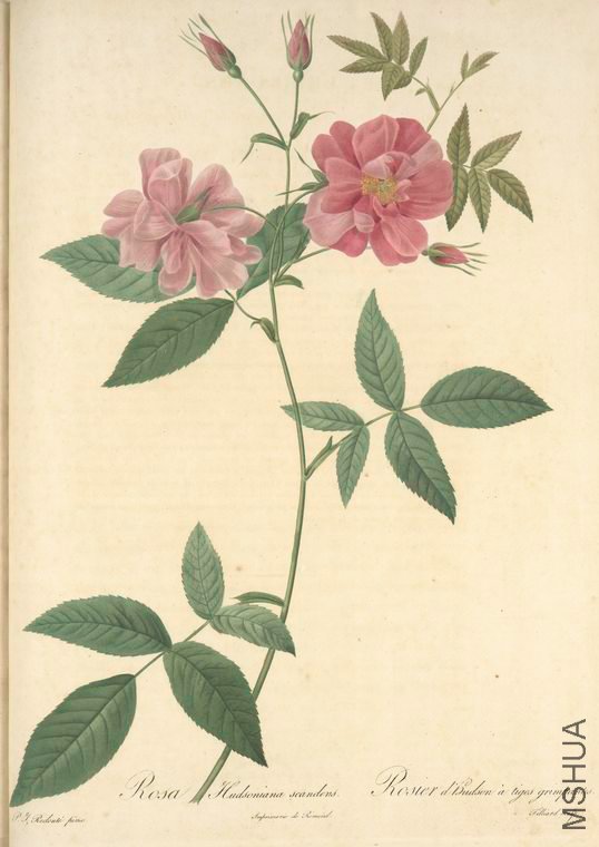 111 Rosa Hudsoniana Scandens.jpg
