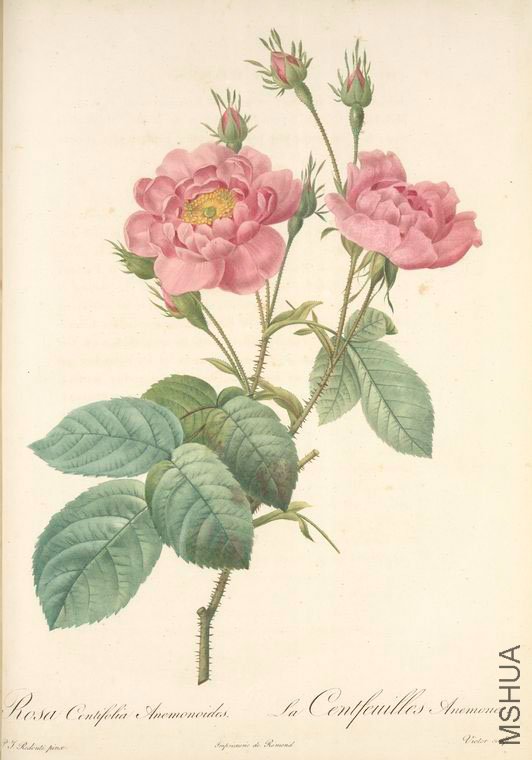 114 Rosa Centifolia Anemonoides.jpg