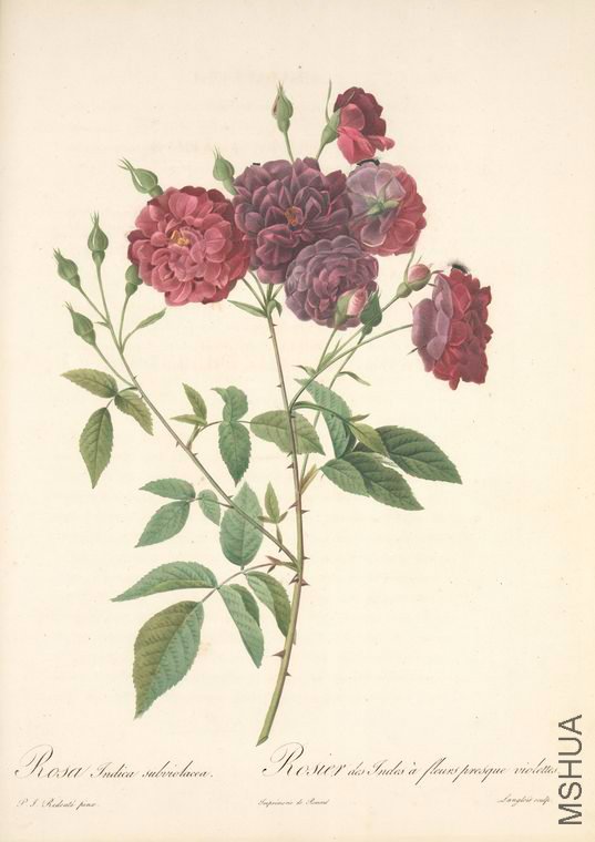 116 Rosa Indica Subviolacea.jpg