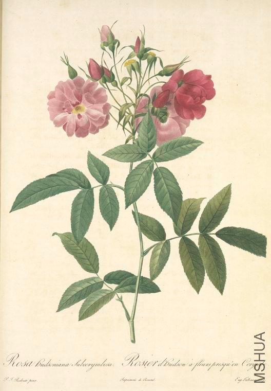 115 Rosa Hudsoniana Subcorymbosa.jpg