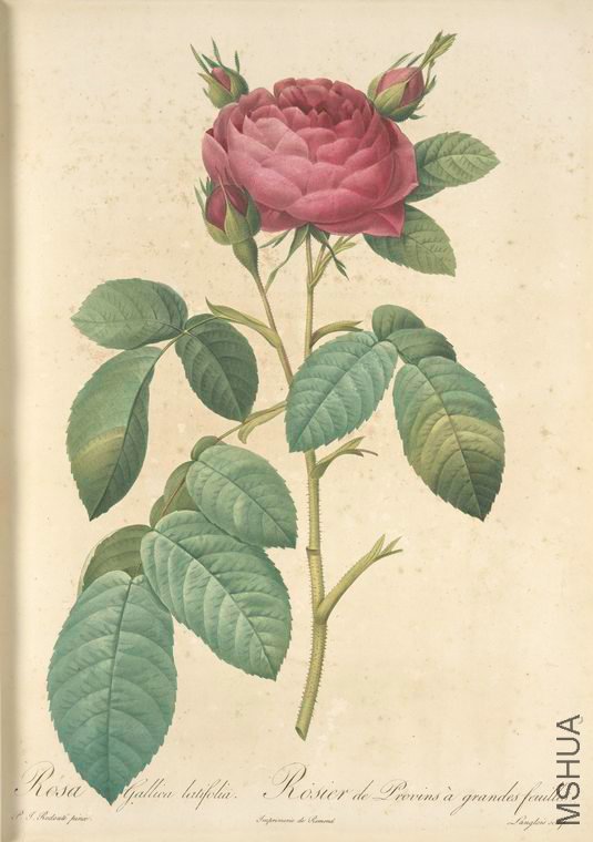 118 Rosa Gallica Latifolia.jpg