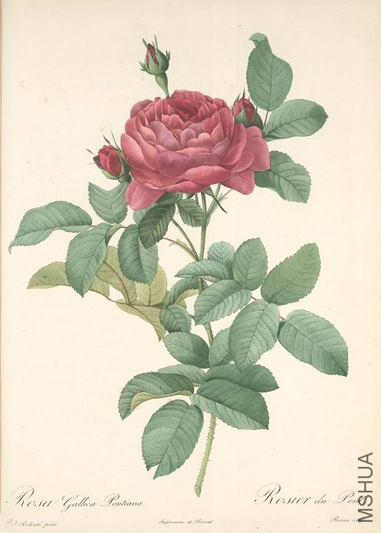 117 Rosa Gallica Pontiana.jpg