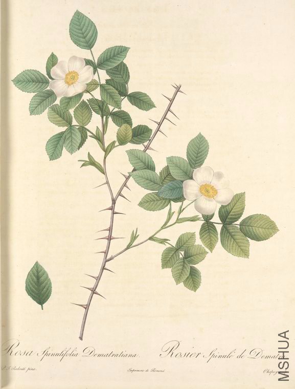 119 Rosa Spinulifolia Dematratiana.jpg