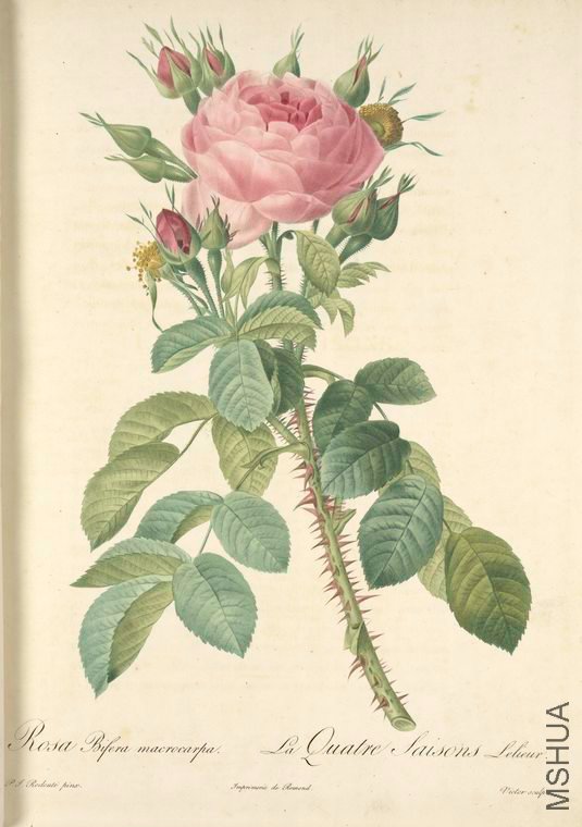 120 Rosa Bifera Macrocarpa.jpg