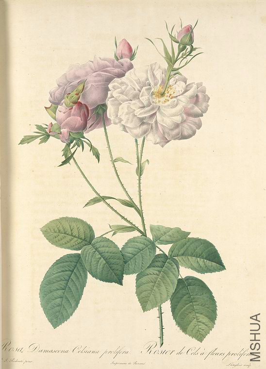 122 Rosa Damascena Celsiana Prolifera.jpg