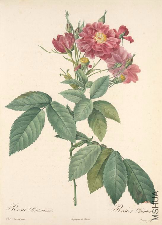 126 Rosa L\\'heritieranea.jpg