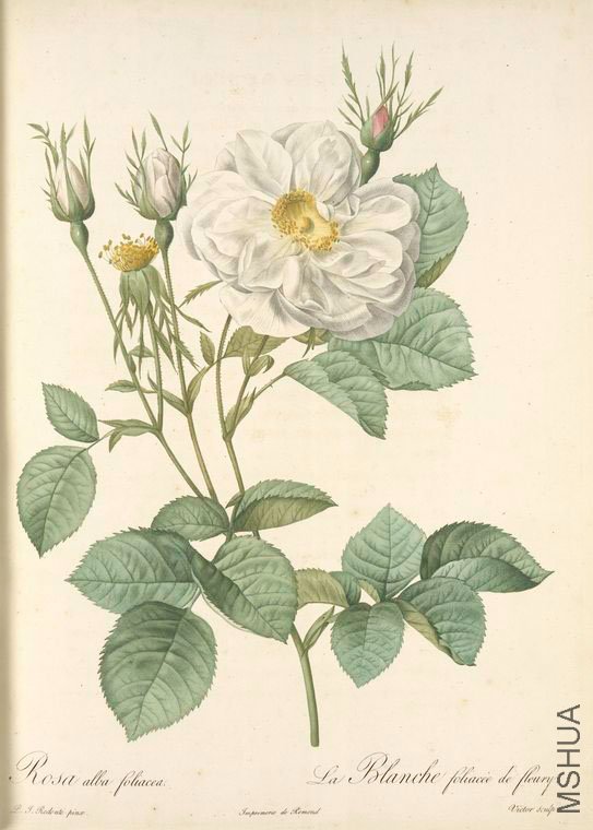 124 Rosa Alba foliacea.jpg