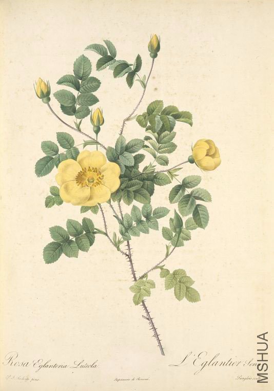125 Rosa Eglanteria Luteola.jpg