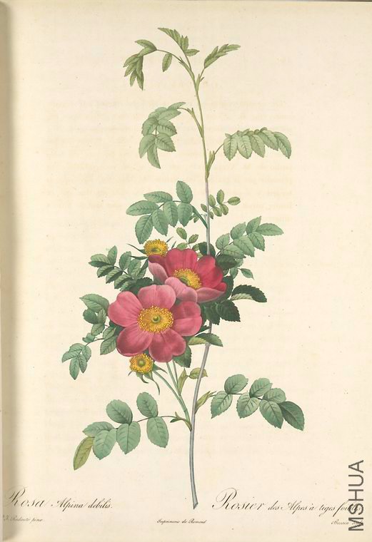 123 Rosa Alpina Debilis.jpg