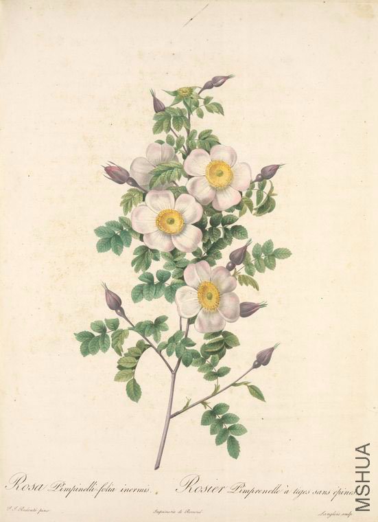 127 Rosa Pimpinellifolia Inermis.jpg