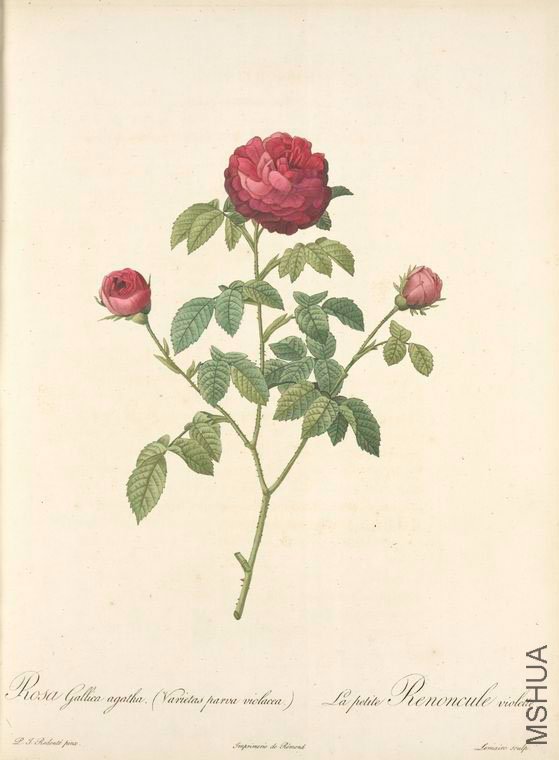 133 Rosa Gallica Agatha (Var. Parva Violacea).jpg