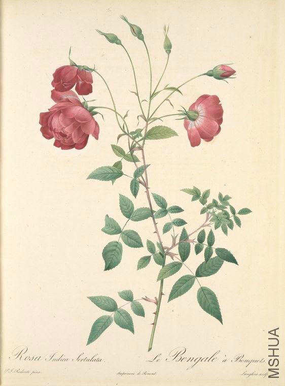 137 Rosa Indica Sertulata.jpg