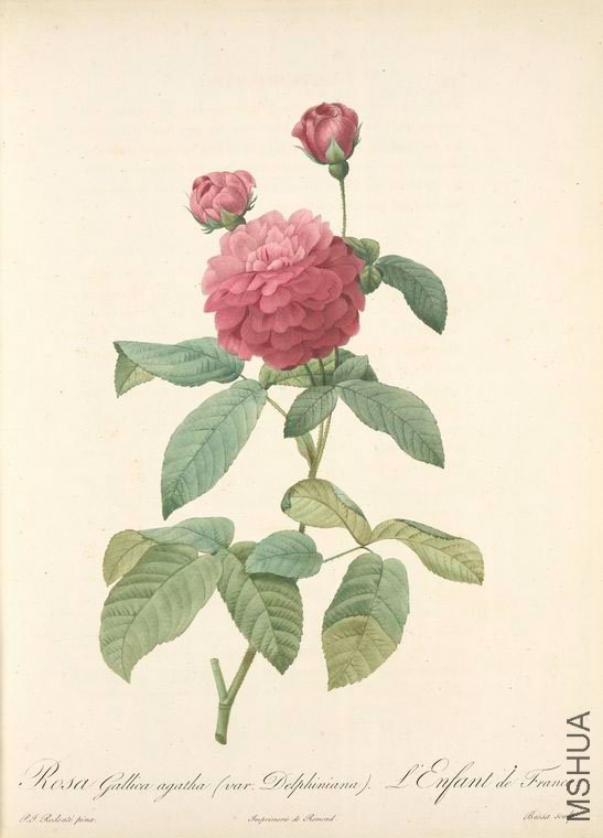 135 Rosa Gallica Agatha (Var. Delphiniana).jpg