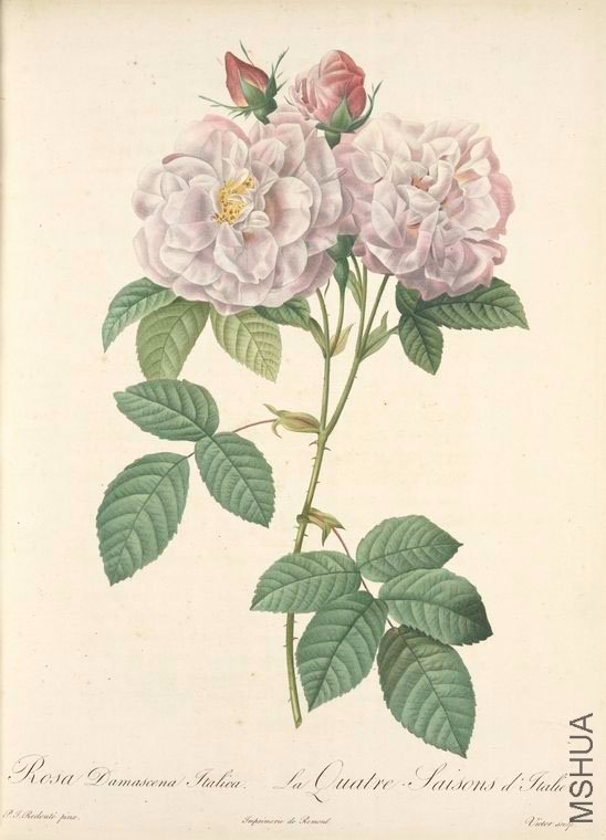 134 Rosa Damascena Italica.jpg