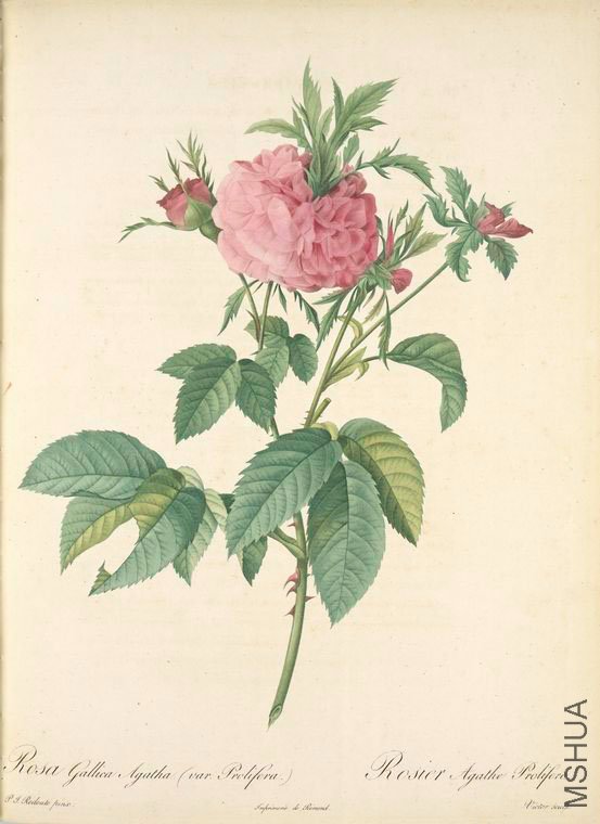 139 Rosa Gallica Agatha (Var. Prolifera).jpg
