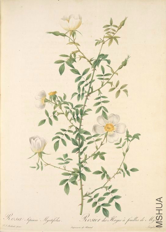 141 Rosa Sepium Myrti Folia.jpg
