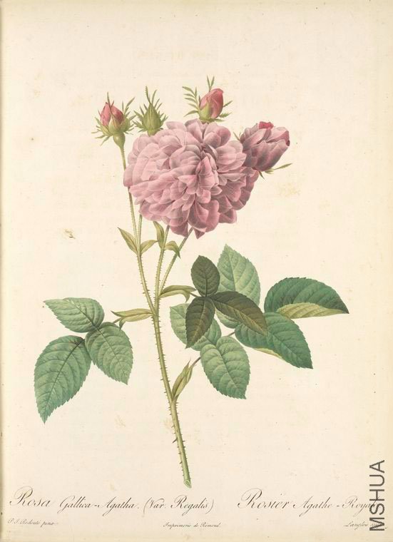 138 Rosa Gallica Agatha (Var. Regalis).jpg
