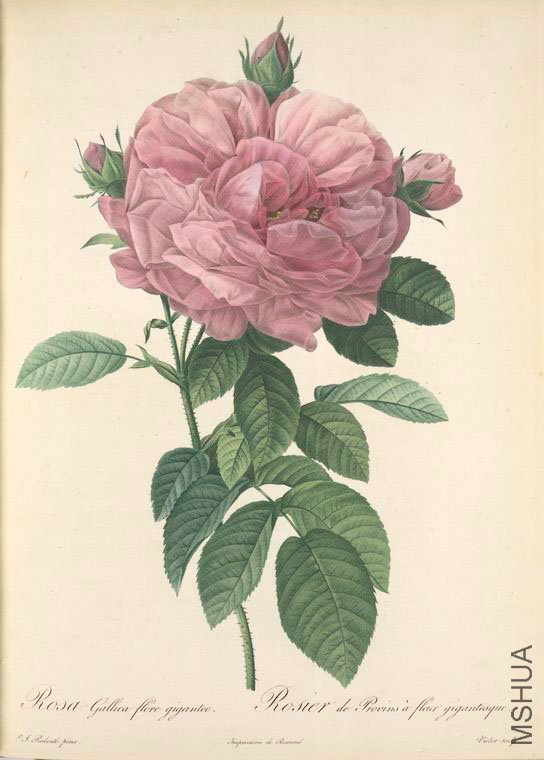 142 Rosa Gallica Flore giganteo.jpg