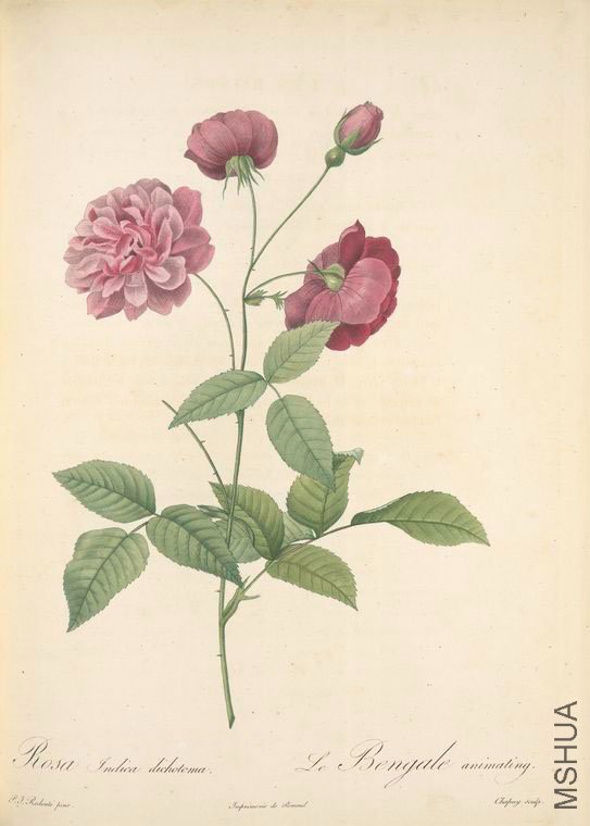 147 Rosa Indica Dichotoma.jpg