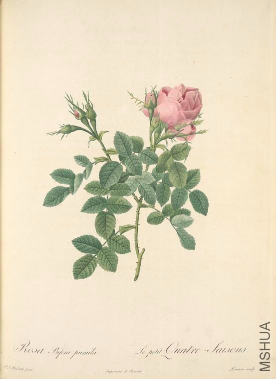 145 Rosa Bifera Pumila.jpg