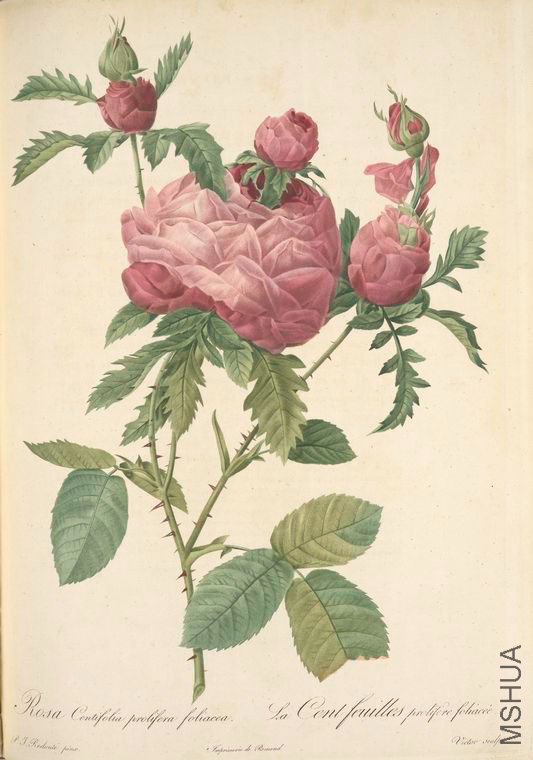 148 Rosa Centifolia Prolifera Foliacea.jpg