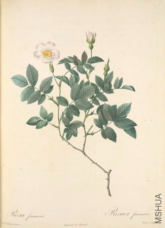 146 Rosa Farinosa.jpg