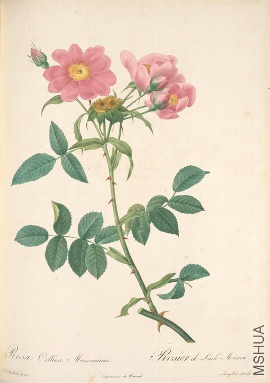149 Rosa Collina M**oniana.jpg