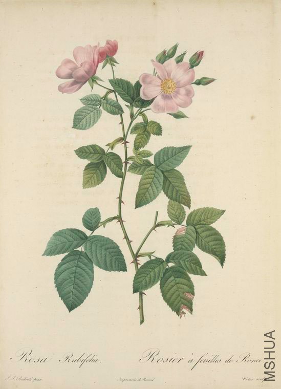 151 Rosa Rubifolia.jpg