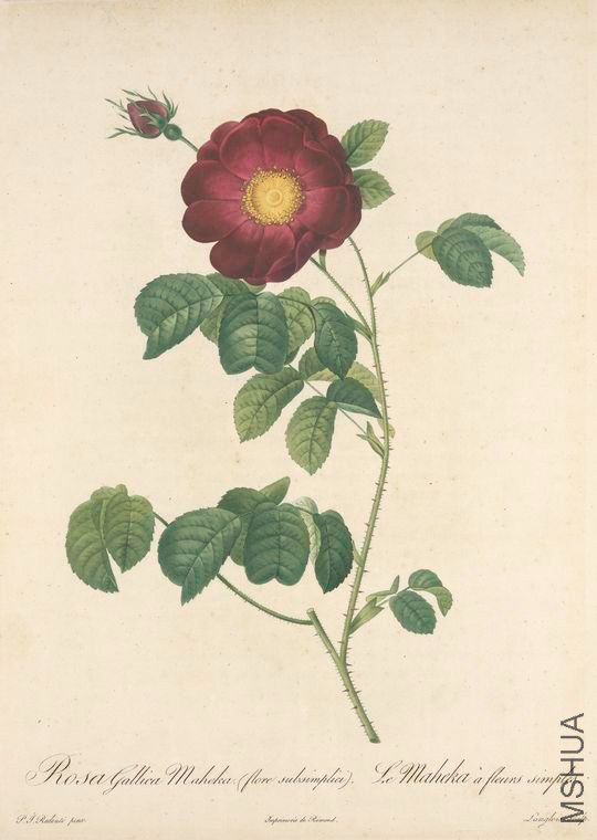 155 Rosa Gallica Maheka (Flore Subsimplici).jpg
