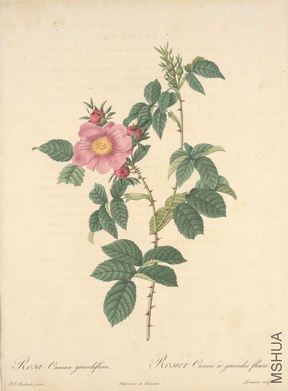 153 Rosa Canina Grandiflora.jpg
