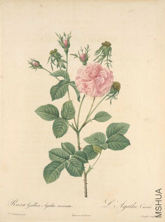 154 Rosa Gallica Agatha Incarnata.jpg