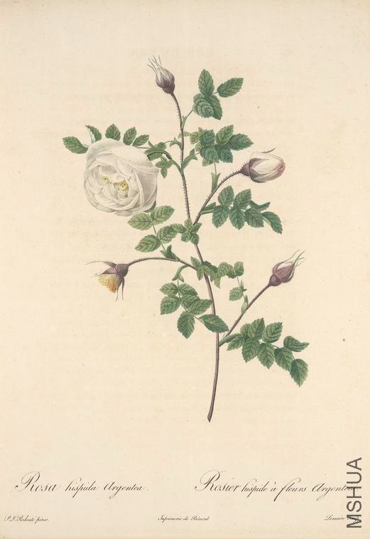 158 Rosa Hispida Argentea.jpg