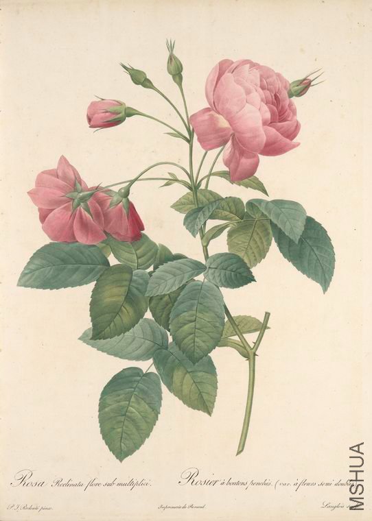157 Rosa Reclinata Flore Sub Multiplici.jpg