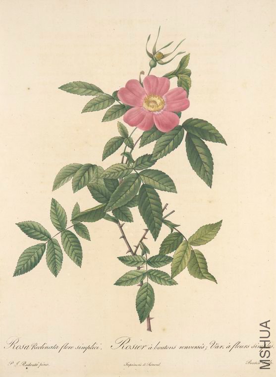 156 Rosa Reclinata Flore Simplici.jpg