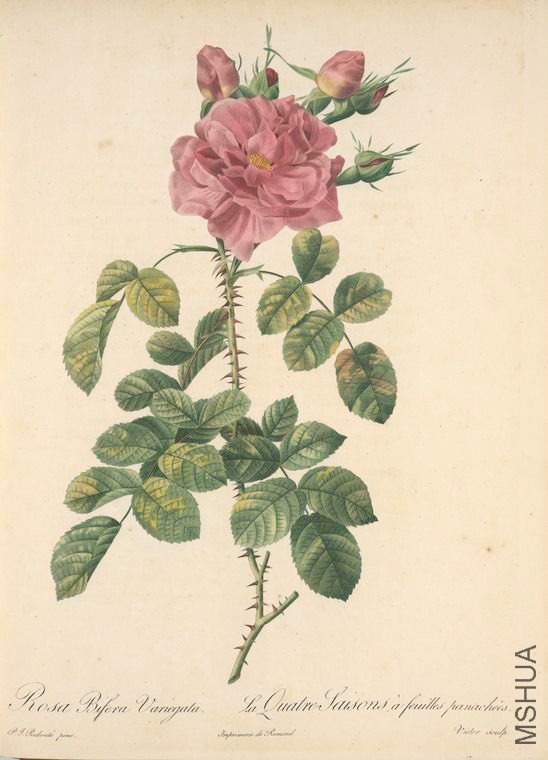 160 Rosa Bifera Variegata.jpg