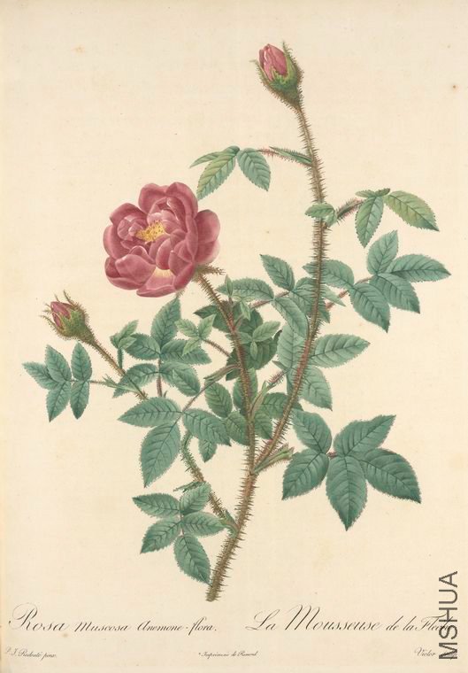 166 Rosa Muscosa Anemone-Flora.jpg