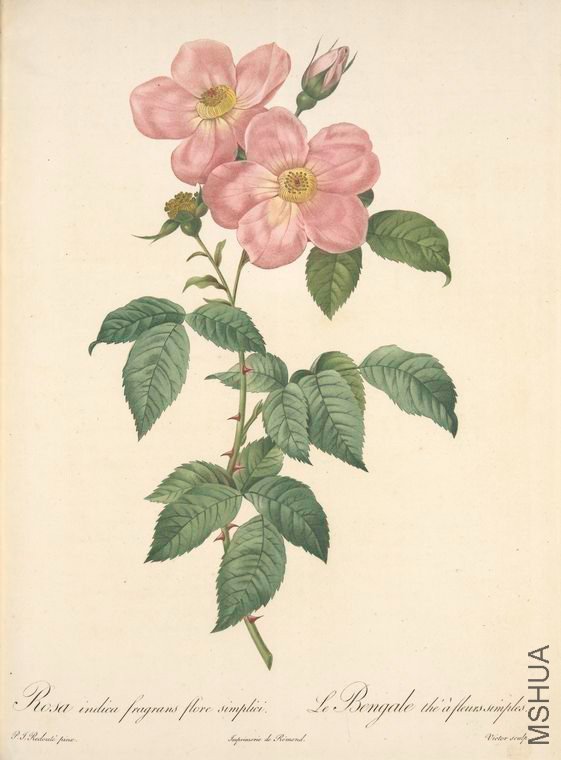168 Rosa Indica Fragrans Flore Simplici.jpg