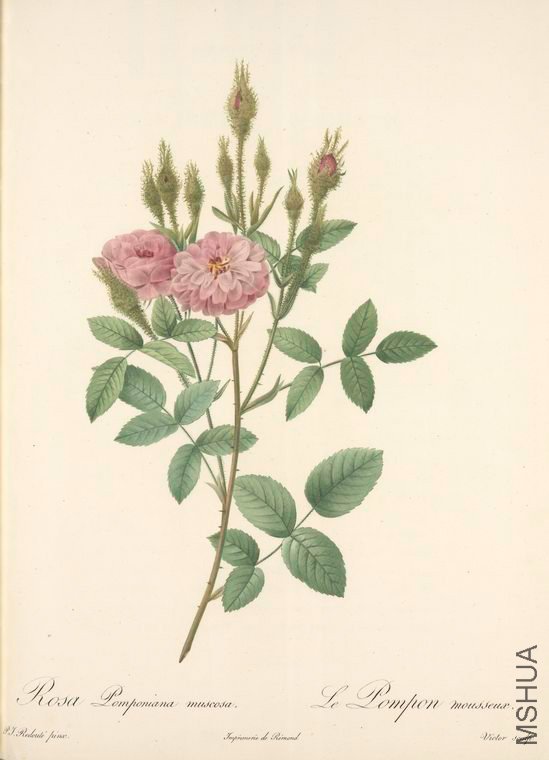 167 Rosa Pomponiana Muscosa.jpg