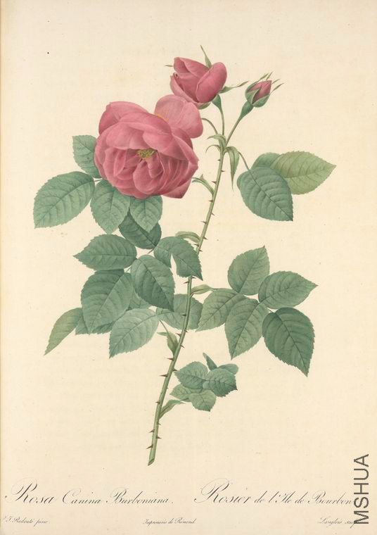 170 Rosa Canina Burboniana.jpg