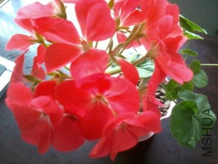 ��֪��ʲôƷ��